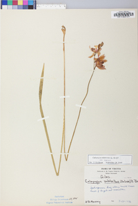 Calopogon tuberosus image