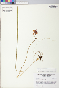 Calopogon tuberosus image