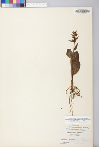 Coeloglossum viride image