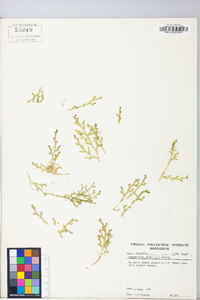 Selaginella apoda image