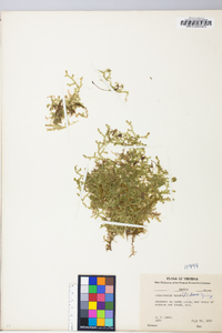 Selaginella apoda image