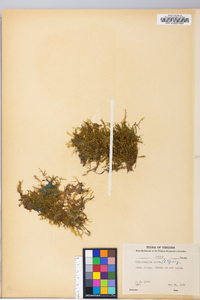 Selaginella apoda image