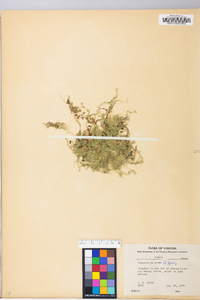 Selaginella apoda image