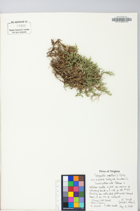 Selaginella rupestris image