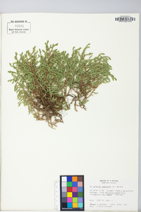 Selaginella rupestris image