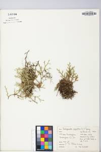 Selaginella rupestris image