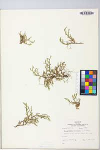 Selaginella rupestris image