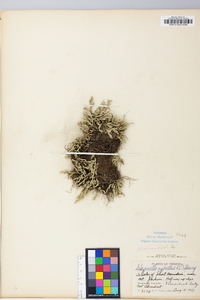 Selaginella rupestris image