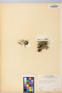 Selaginella rupestris image