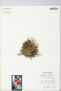 Selaginella rupestris image