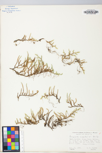 Selaginella rupestris image