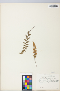 Asplenium bradleyi image