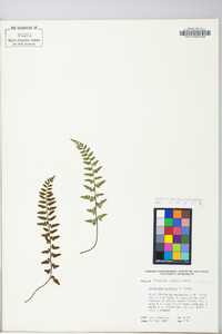 Asplenium bradleyi image