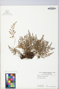 Asplenium montanum image