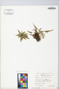 Asplenium pinnatifidum image