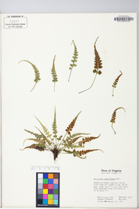 Asplenium pinnatifidum image