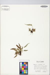 Asplenium pinnatifidum image