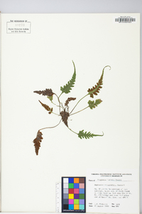 Asplenium pinnatifidum image