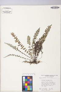 Asplenium resiliens image