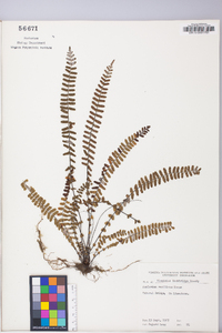 Asplenium resiliens image