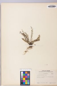 Asplenium resiliens image