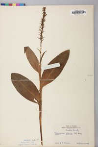 Platanthera flava image