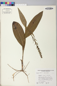 Platanthera flava image