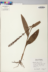 Platanthera flava image