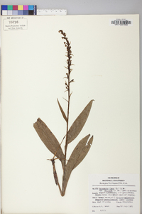 Platanthera flava image