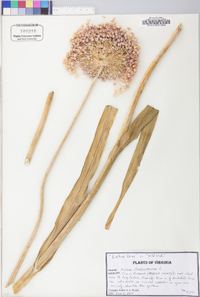 Allium ampeloprasum image