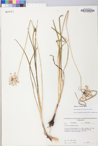 Allium cernuum image