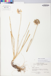 Allium cernuum image