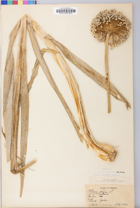 Allium porrum image