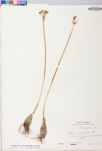Allium tricoccum image