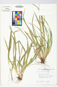 Carex abscondita image