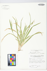 Carex abscondita image