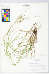 Carex aestivalis image