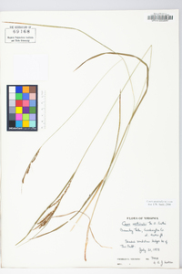 Carex aestivalis image