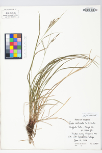 Carex aestivalis image