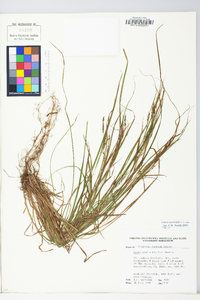 Carex aestivalis image