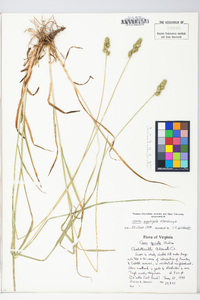 Carex aggregata image