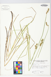 Carex alata image