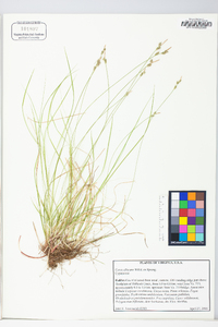 Carex albicans var. albicans image