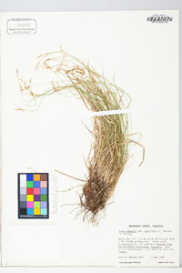 Carex albicans var. australis image