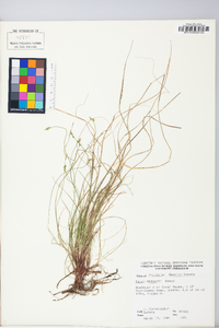 Carex albicans var. emmonsii image