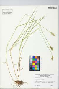 Carex albolutescens image