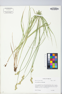 Carex albolutescens image