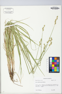 Carex albolutescens image