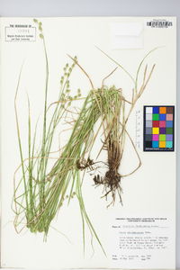 Carex albolutescens image