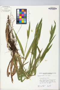 Carex albursina image